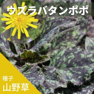 ゆうパケット　山野草☆ウズラバタンポポ☆　種子10粒(その他)