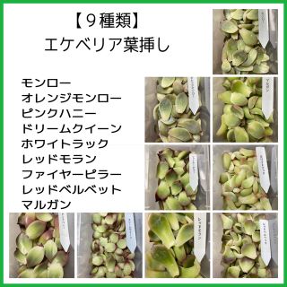 【９種類】多肉植物葉挿し45枚(その他)