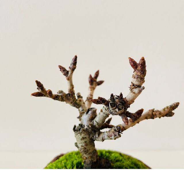 旭山桜の苔盆栽　信楽焼　一才桜 ハンドメイドのフラワー/ガーデン(その他)の商品写真