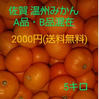 佐賀県産 温州みかん 5キロ(フルーツ)