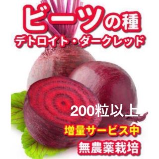 ころん様専用★ビーツ種デトロイトダークレッド【200粒以上】➕丸にんじんの種(野菜)