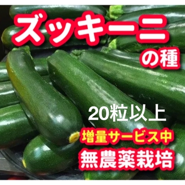 ズッキーニ種【20粒以上】無農薬栽培の種・増量サービス中 食品/飲料/酒の食品(野菜)の商品写真