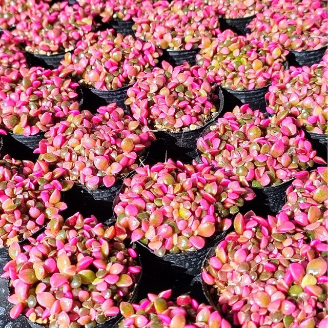 【ポットごと】桜吹雪 2個セット 多肉植物アナカンプセロス紅葉プレステラプラ鉢 ハンドメイドのフラワー/ガーデン(その他)の商品写真
