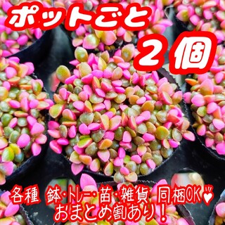 【ポットごと】桜吹雪 2個セット 多肉植物アナカンプセロス紅葉プレステラプラ鉢(その他)