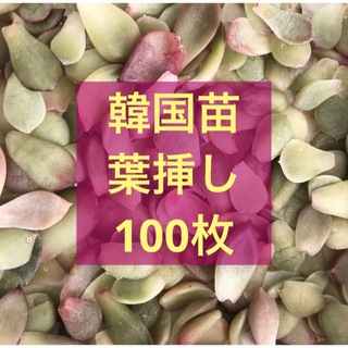 多肉植物韓国苗葉挿し100枚(その他)