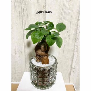 ガジュマル　観葉植物　ハイドロカルチャー(ドライフラワー)