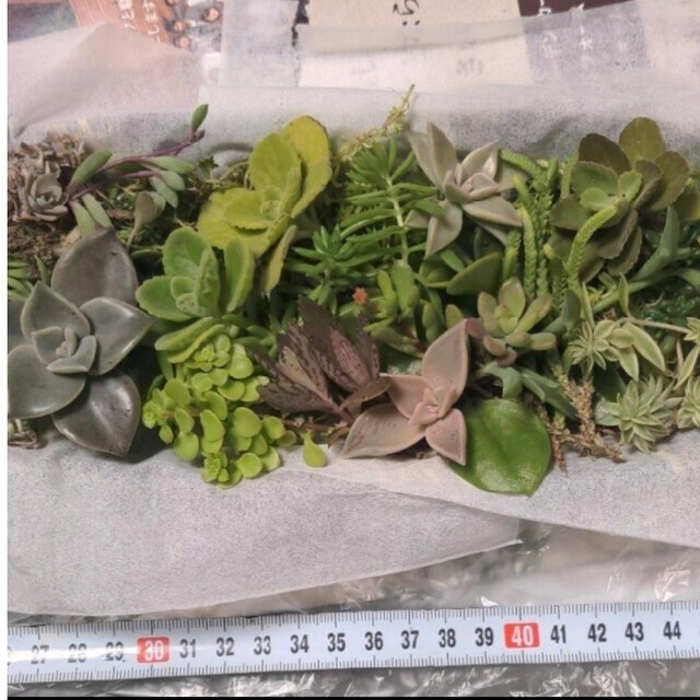 多肉植物　品種色々です ハンドメイドのフラワー/ガーデン(プランター)の商品写真