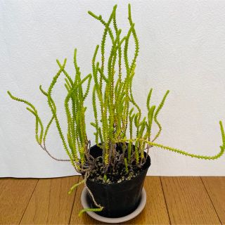 多肉植物　若緑(その他)