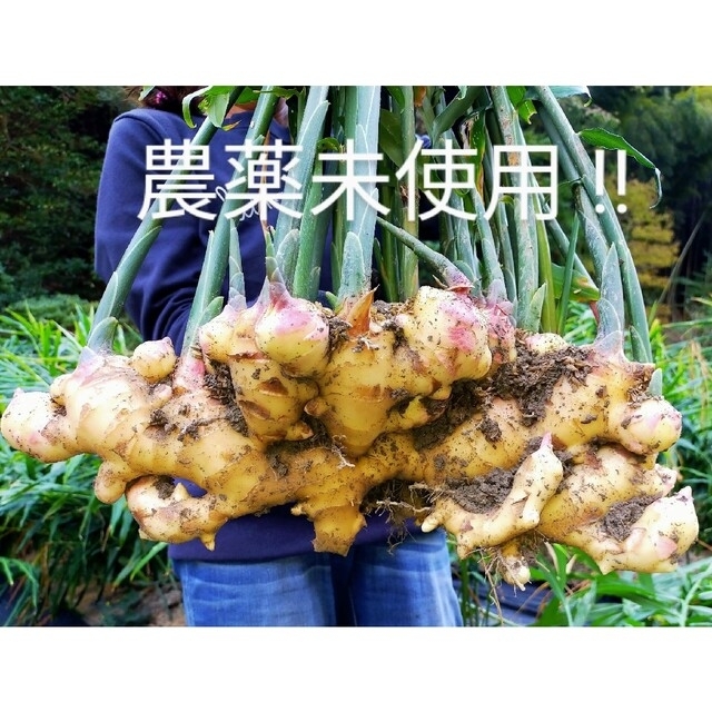 なりの 生姜 農薬未使用!! 無農薬しまんとから 4kg ちがいい