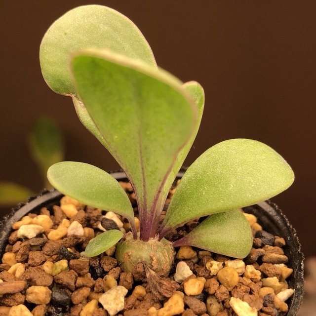 レア種！　オトンナ リトラリス　実生　多肉植物　塊根植物