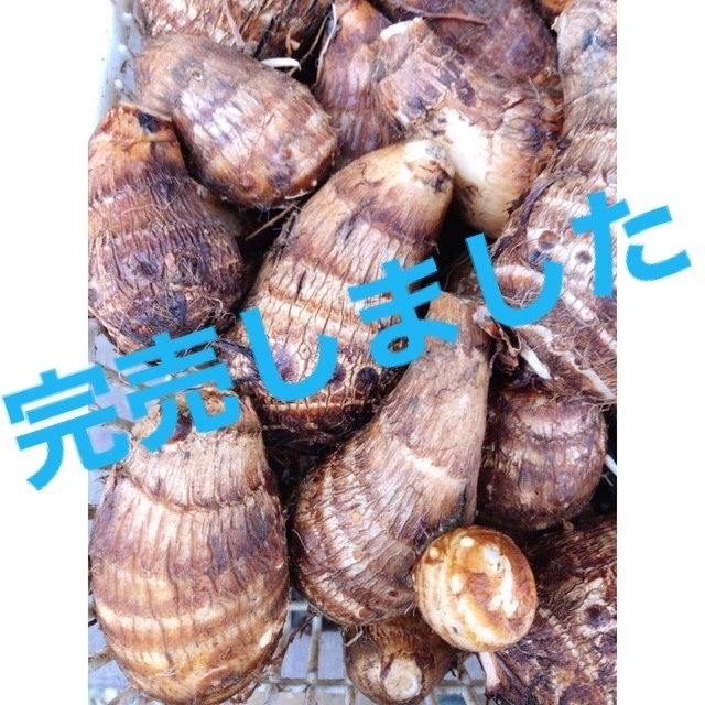 ラスト！　茨城県産　セット　里芋　ヤーコン　農薬不使用　宅急便コンパクトサイズ
