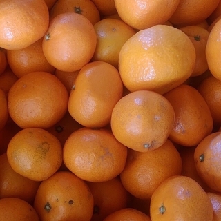 和歌山産柑橘類詰め合わせ５kg(フルーツ)
