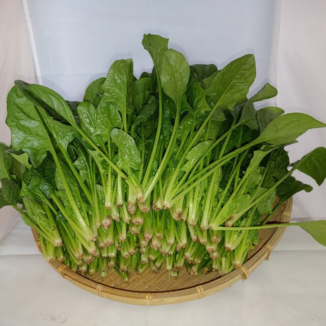 Chichi様専用茨城産規格外ほうれん草4kgの通販 by アサシン農園's shop