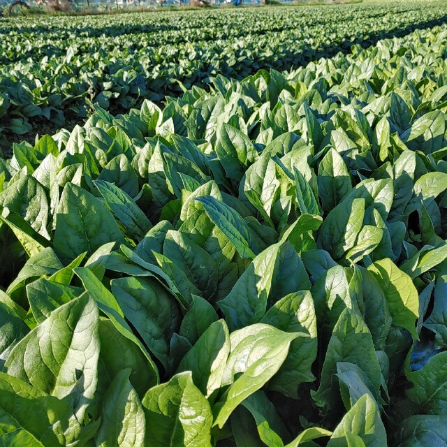 Chichi様専用茨城産規格外ほうれん草4kgの通販 by アサシン農園's shop