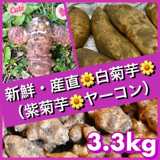 ❤️無農薬『ヤーコン&菊芋（白・紫）』詰合せ（3.3kg）(野菜)