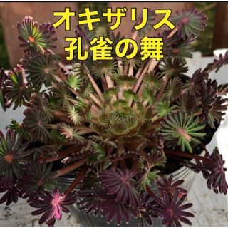 ⚠️希少⚠️オキザリス  苗  孔雀の舞  ♡プレミアムレッド♡ 花の苗 多年草(その他)