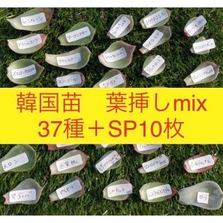 韓国苗　葉挿しmix 37種＋SP10枚(その他)