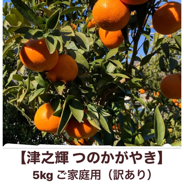 田村産 津之輝 つのかがやき 訳あり🍊 送料無料‼️  食品/飲料/酒の食品(フルーツ)の商品写真