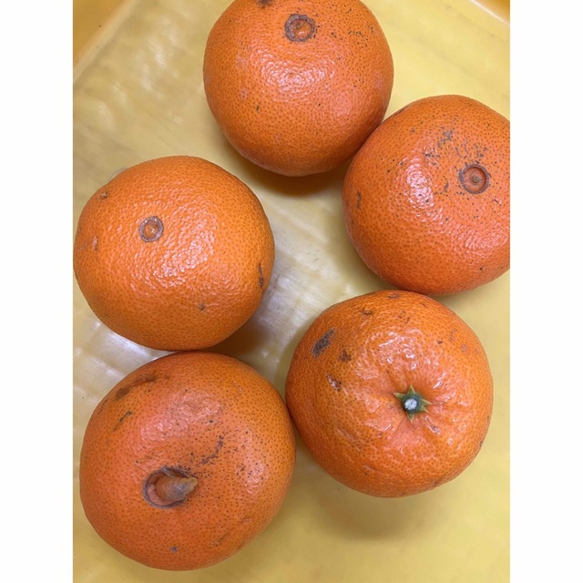 田村産 津之輝 つのかがやき 訳あり🍊 送料無料‼️  食品/飲料/酒の食品(フルーツ)の商品写真