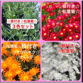 ☆鮮やかな☆松葉菊３色セット☆安心の根付き☆(プランター)