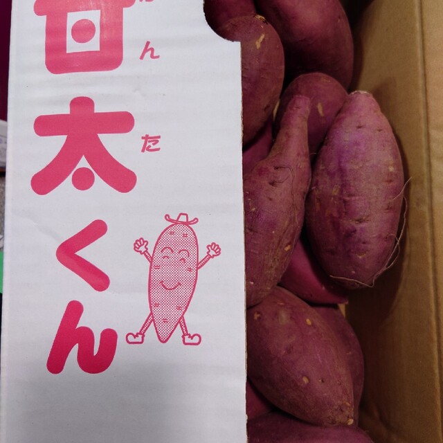 甘太くん入荷いたしました