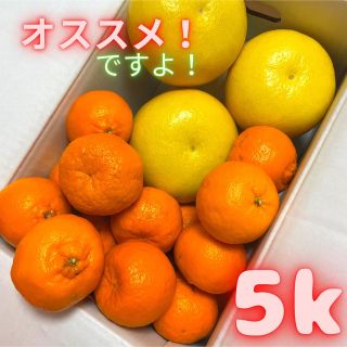 今だけお試し価格！(^O^)文旦、ポンカンset　01(フルーツ)