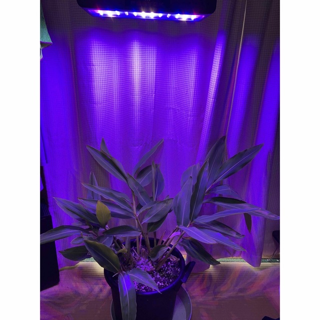 LED 植物用グローライト 600W 観葉植物 室内栽培 水耕栽培