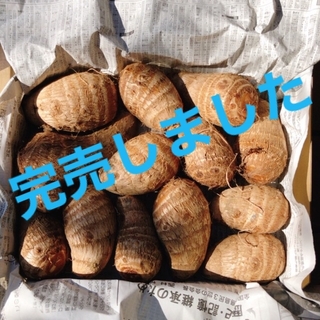 茨城県産　里芋　農薬不使用　箱込み  約1.3～1.4kg(野菜)