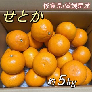 せとか　佐賀県/愛媛県産　箱込み5kg   大きさおまかせ　柑橘　みかん(フルーツ)