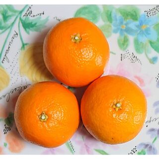 種子５粒 オレンジ系みかん ミカン 柑橘 とても美味しい樹上完熟果実より直接採取(フルーツ)