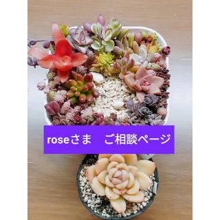 roseさま　多肉植物　韓国苗ラズアガ　セダム　グラプト　クラッスラ　詰め合わせ(プランター)