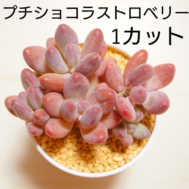 パキフィツム【バレンタインにも♡】プチショコラストロベリー 1カット苗 多肉植物 レア 希少