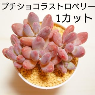 【バレンタインにも♡】プチショコラストロベリー 1カット苗 多肉植物 レア 希少(その他)