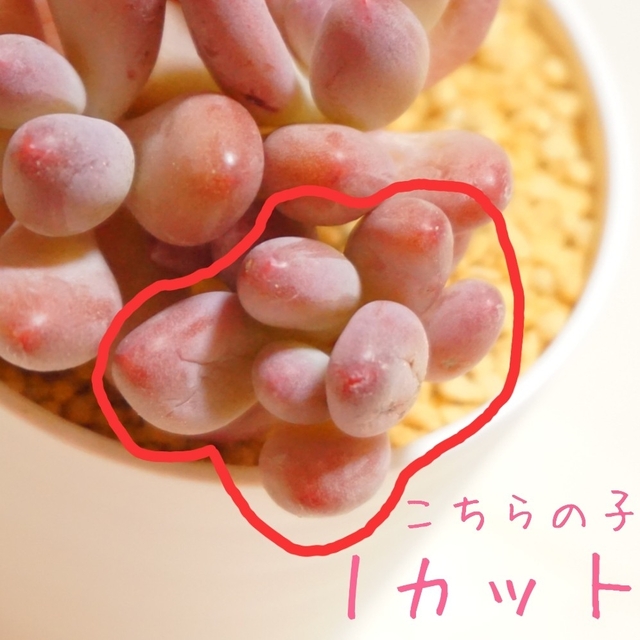 【バレンタインにも♡】プチショコラストロベリー 1カット苗 多肉植物 レア 希少