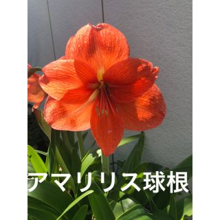 アマリリス球根その5(その他)