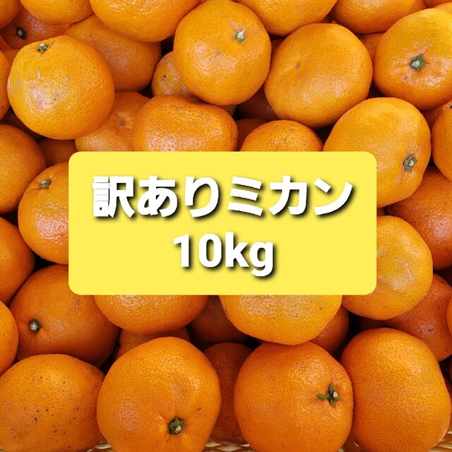 訳ありミカン１０kg 食品/飲料/酒の食品(フルーツ)の商品写真