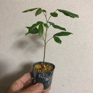 ⭐️⭐️リュウガンの苗⭐️⭐️R38 ロンガンの苗木　龍眼　竜眼　りゅうがん(その他)