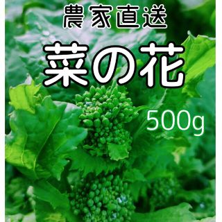 菜の花(ナバナ)  ネコポスいっぱい(約500g)✳︎収穫後発送5(野菜)