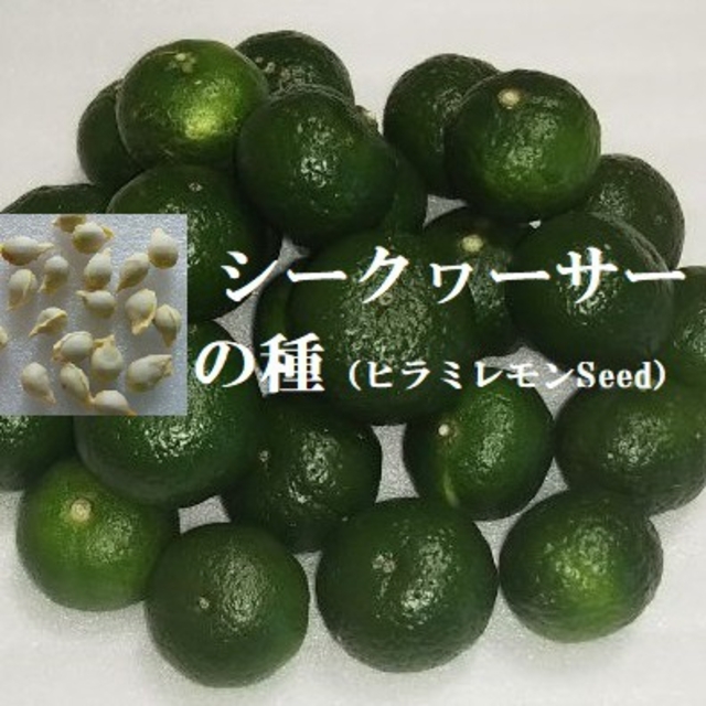 RK10 シークヮーサーの種20粒 果物Seed 熱帯果樹たね ヒラミレモ
