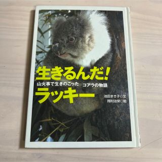 生きるんだ!ラッキー―山火事で生きのこったコアラの物語(絵本/児童書)