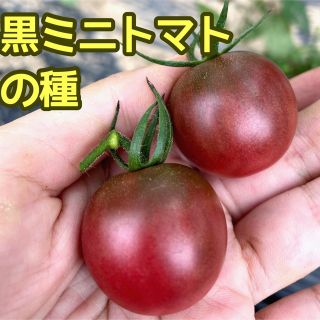 黒ミニトマトの種 10粒(野菜)