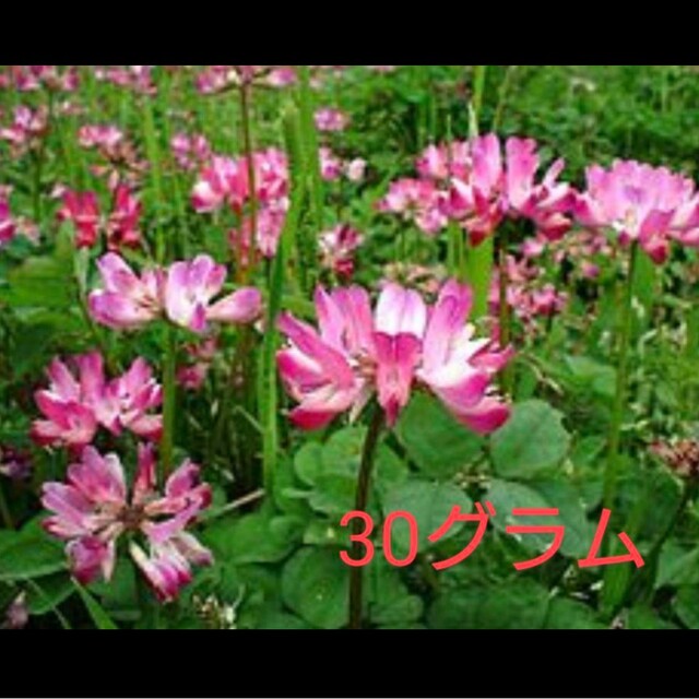 レンゲ 蓮華草 種 30ｇ ハンドメイドのフラワー/ガーデン(その他)の商品写真