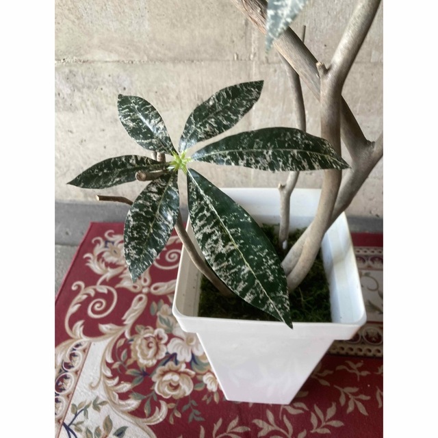 光触媒 人工観葉植物 ウォールグリーン フェイク 斑入りパキラ