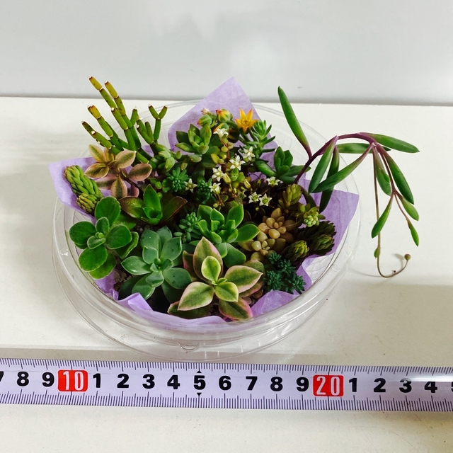 寄せ植え材料　カット苗 ハンドメイドのフラワー/ガーデン(その他)の商品写真