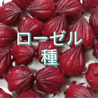 ローゼル　種　100ケ(その他)