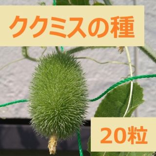 ククミスの種 20粒(その他)