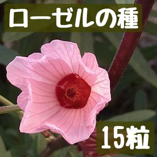 ローゼルの種 15粒(その他)