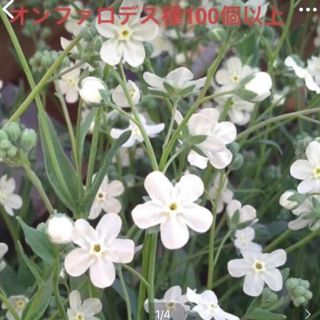 オンファロデス　種子　花の種(その他)