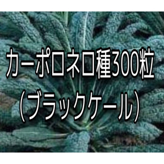 カーボロネロの種300粒(プランター)