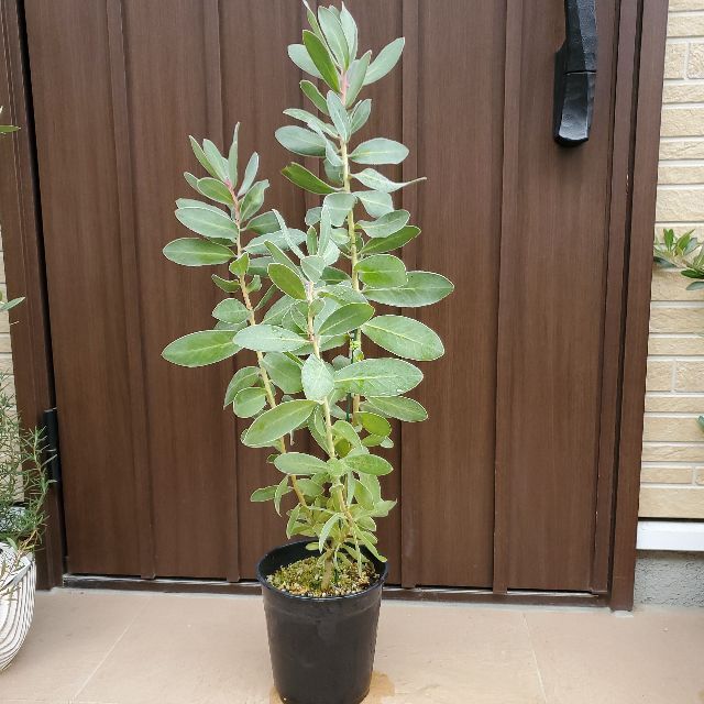 大きめ♪プロテア　エキシミア　鉢植え　ワイルドフラワー　苗　オージープランツ